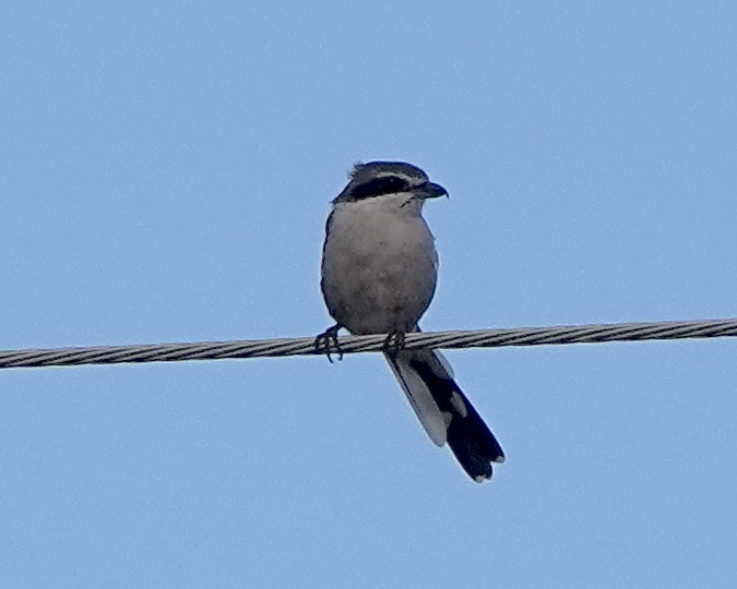 Iberian grey shrike